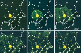 阿米巴菌 阿米巴菌