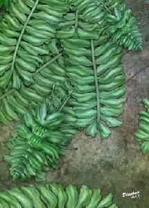 黃氏擬苔草蛉 黃氏擬苔草蛉