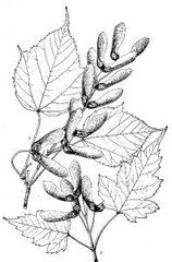 四蕊槭(原變種) 四蕊槭(原變種)