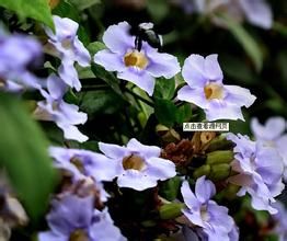 樟葉老鴉嘴 樟葉老鴉嘴