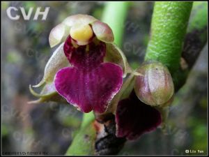 釵子股屬 釵子股屬