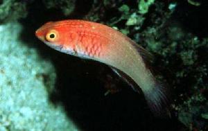 紅絲絨鸚鵡魚