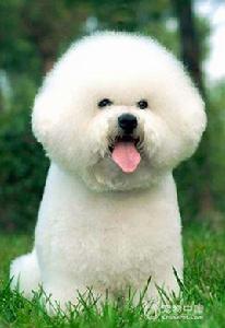 純種比熊犬 純種比熊犬