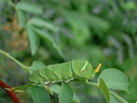 綠急游蟲 綠急游蟲
