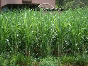 （圖）甘蔗種植 