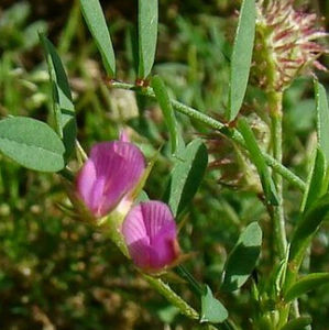 驢臭草屬 驢臭草屬