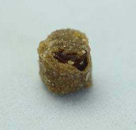 天然狗糧 天然狗糧