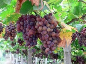 東壩野生葡萄田園風光 東壩野生葡萄田園風光