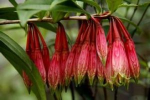 壇花樹蘿蔔 壇花樹蘿蔔