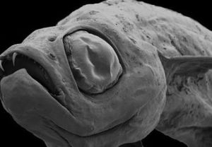 德拉庫拉魚 德拉庫拉魚