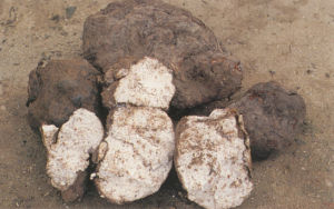 黑層孔屬 黑層孔屬