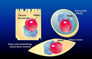慢性心功能不全
