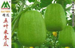 五葉米冬瓜 五葉米冬瓜