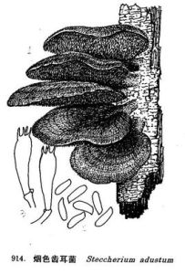 煙色齒耳菌 煙色齒耳菌