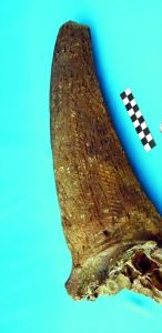 出水的極其難得的短角水牛化石