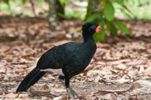 紅嘴鳳冠雉 紅嘴鳳冠雉