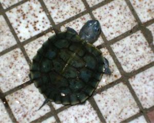 黑珍珠龜 黑珍珠龜