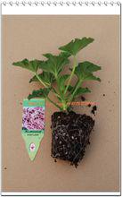 天竺葵[灌木花卉植物]