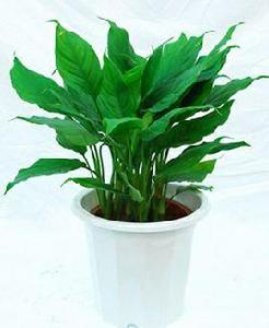 廣東萬年青[中藥]