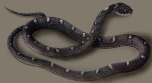 崇安斜鱗蛇 崇安斜鱗蛇