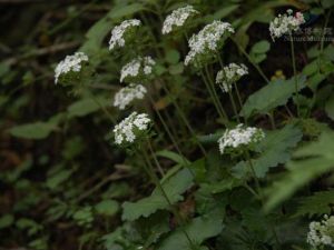 蓮葉點地梅 蓮葉點地梅
