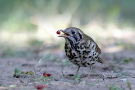 寶興歌鶇 寶興歌鶇