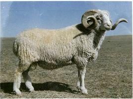 西藏山羊 西藏山羊