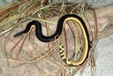 截吻海蛇 截吻海蛇