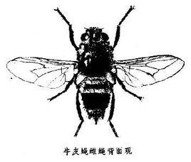 牛皮蠅屬 牛皮蠅屬