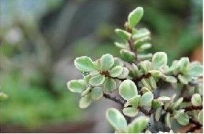 斑葉樹馬齒莧 斑葉樹馬齒莧