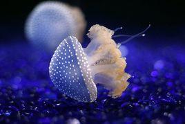 澳洲斑點水母 澳洲斑點水母