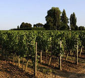 卓龍酒莊 卓龍酒莊