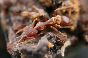 瘤顎蟻屬 瘤顎蟻屬