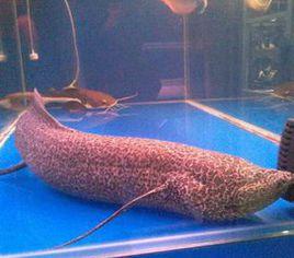 維多利亞肺魚 維多利亞肺魚