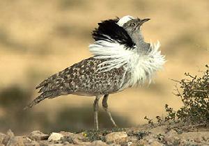 鴇科 Otididae 鴇讀音bǎo。有9屬25種。分布於舊大陸的草原地帶，但數量較稀少。擅長在地面快速奔跑。雜食，食大量害蟲的幼體。我國有3屬3種：大鴇Otis tarda、小鴇Otidae tetrax和波斑鴇Chlamydotis undulata，分布於西北地區，全部為國家一級重點保護野生動物。