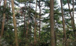 馬尾松無性系5254 馬尾松無性系5254