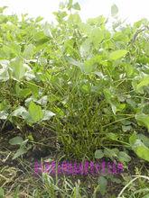 佳木斯黑豆種植基地繁育的青仁黑豆
