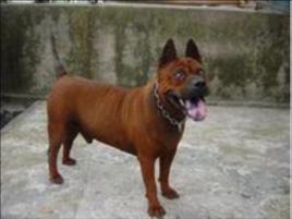 川東獵犬 川東獵犬