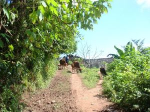 班崴自然村 班崴自然村