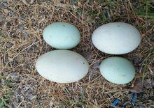 綠頭野鴨蛋