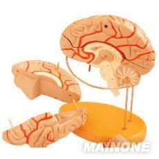 原發性甲狀旁腺功能亢進症與腎病