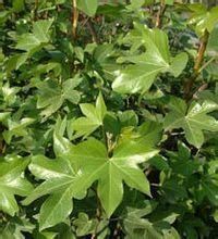 刺楸（原變種）