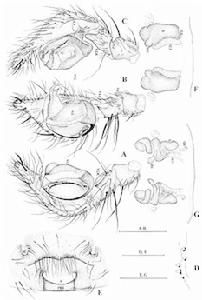 廣龍角蛛 廣龍角蛛