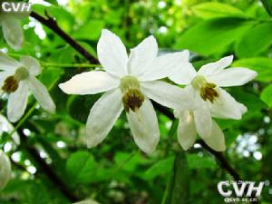 長果秤錘樹秤錘樹