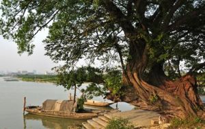 溫州市樹 溫州市樹