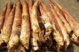 天目雷筍 天目雷筍