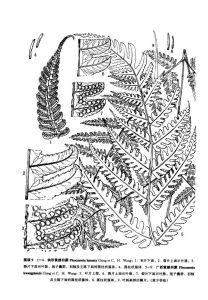 廣西黃腺羽蕨 廣西黃腺羽蕨
