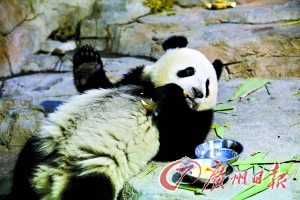 熊貓博斯在吃竹筍