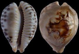 小富東尼寶螺 小富東尼寶螺