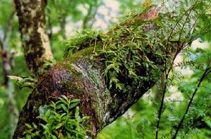 環草石斛 環草石斛